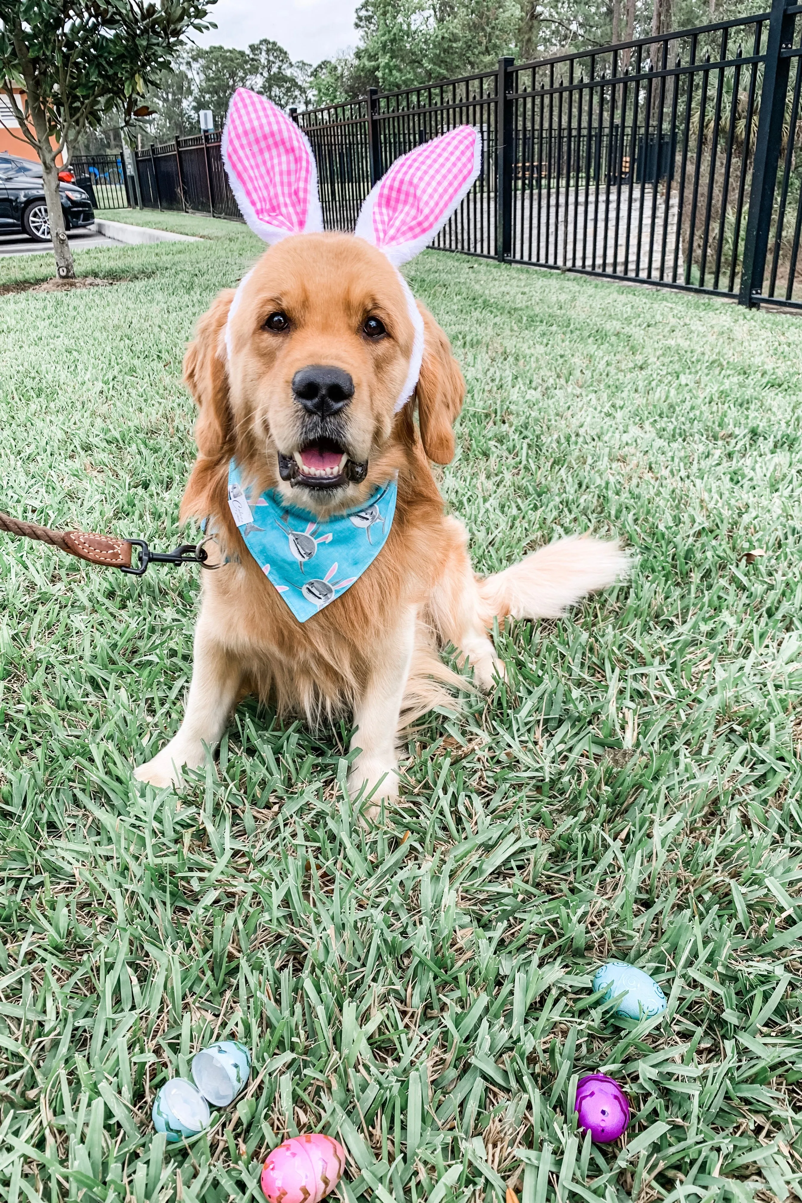 Bunny Shark Bandana