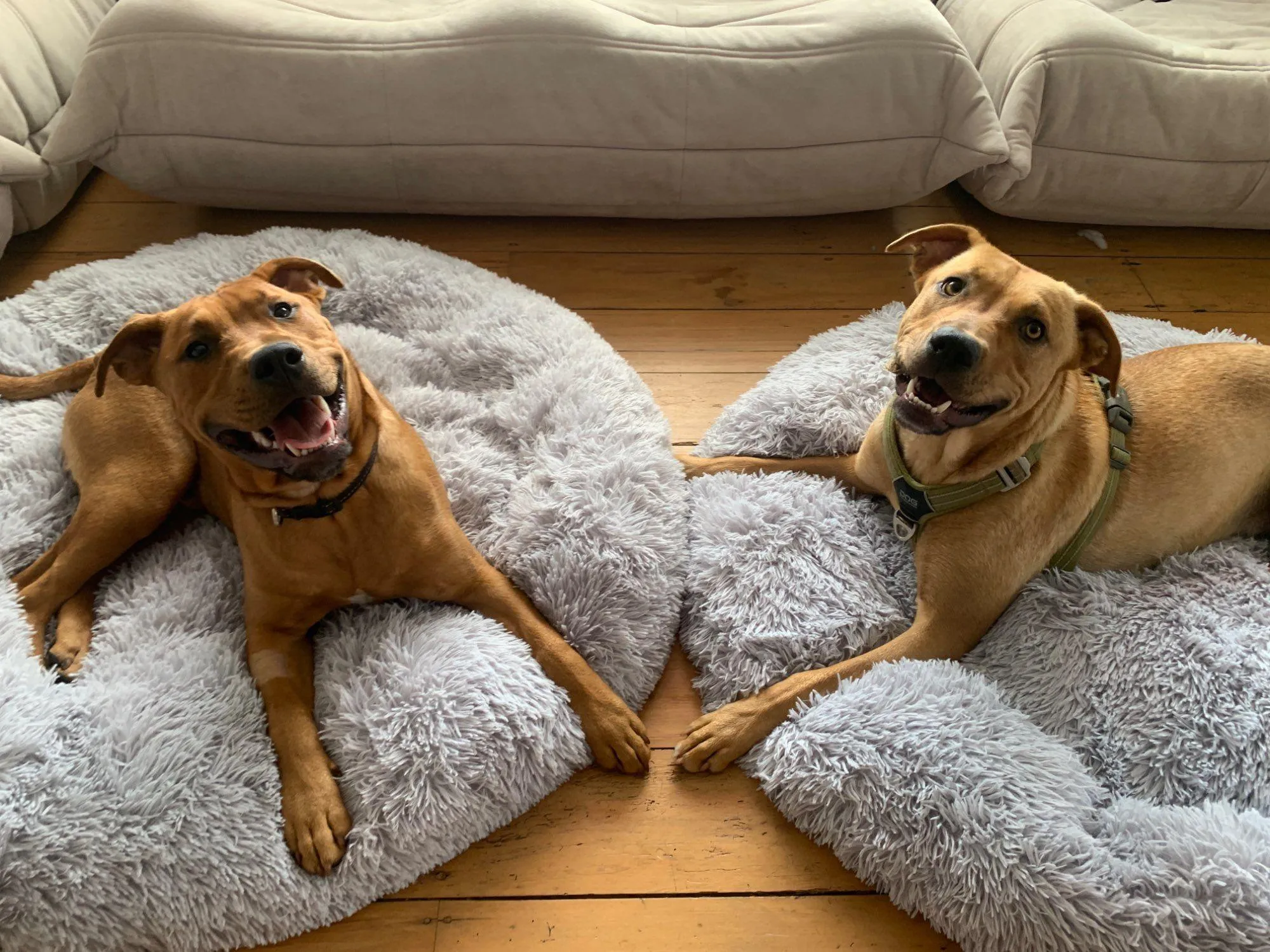 Calming Pet Bed