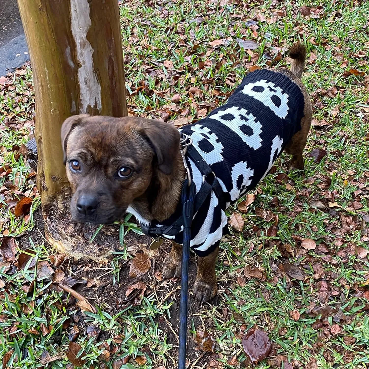 Dog Halloween Sweater Pet Halloween Skull Costumes Cute Cat Outfit XSmall Puppy Clothes Knit Dog Sweater for Small Medium Dogs Girl Boy XS