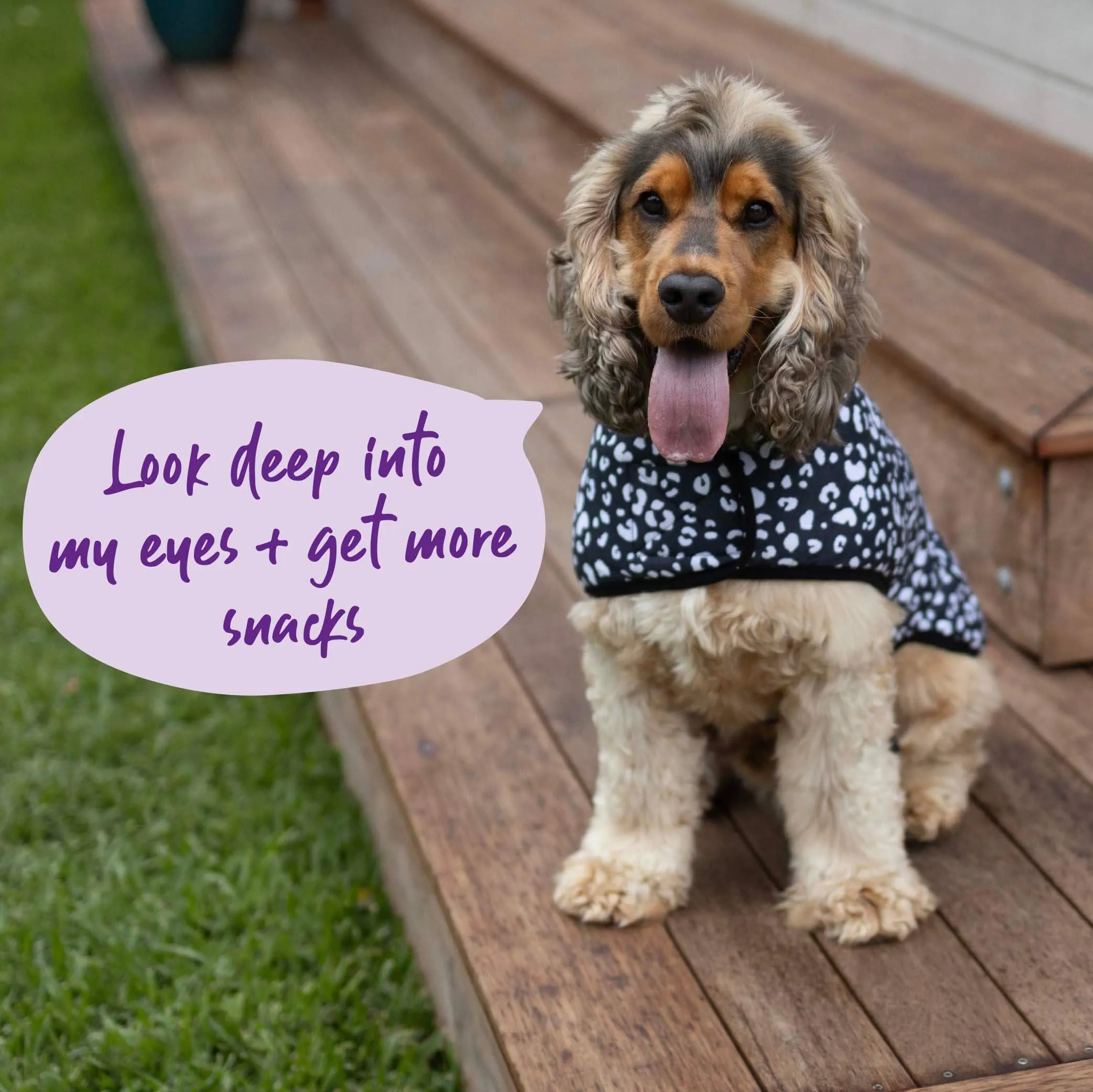 Night Vision Reversible Soft Dog Jacket