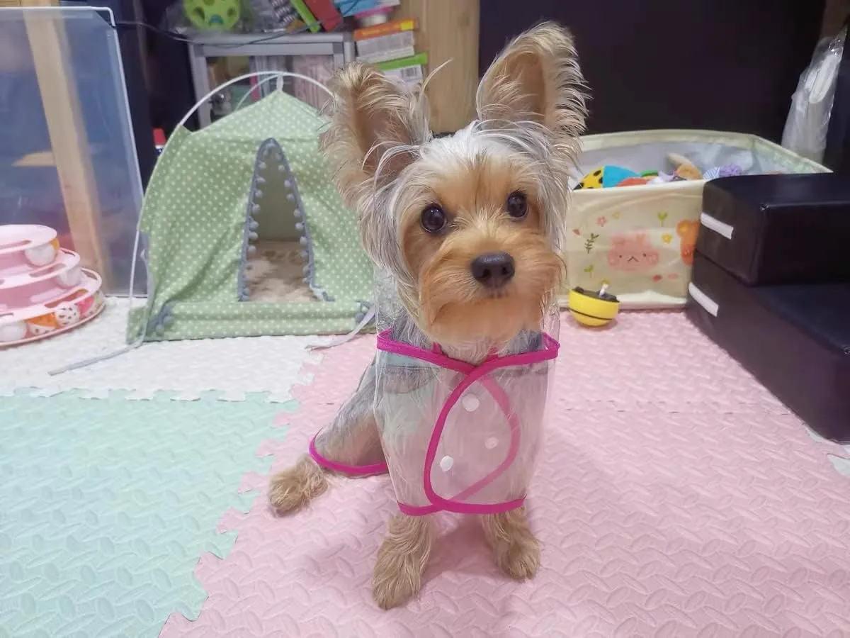 Pet Raincoat,Small Dog Waterproof Puppy Raincoat Coat Transparent Pet Dog Rainwear Clothes for Small Dogs Cats (S, Pink)