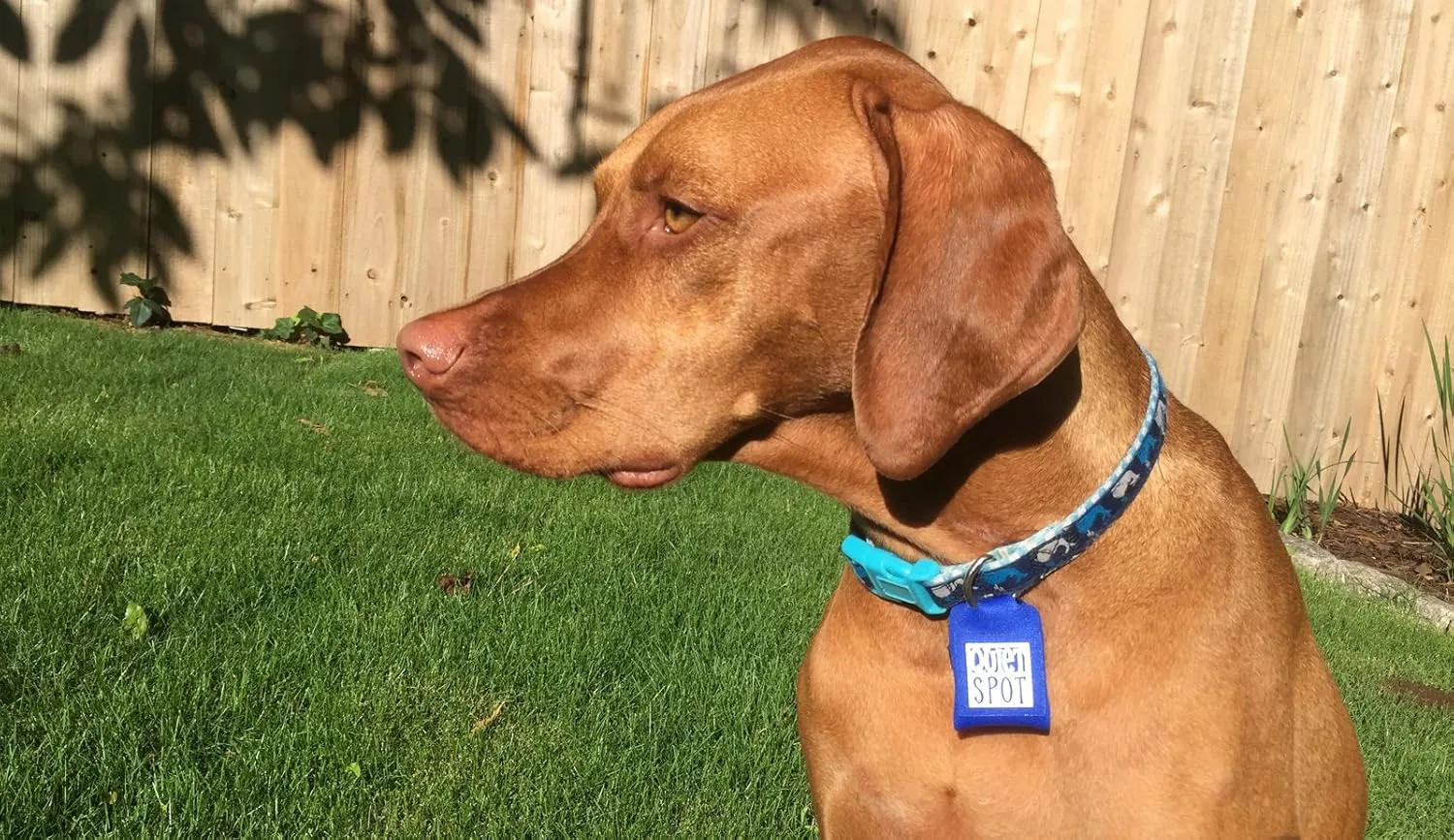 Pet Tag Silencer (Orange)