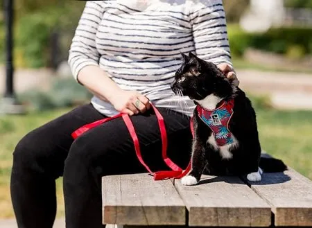 RC Pets Adventure Kitty Harness Maldives SALE