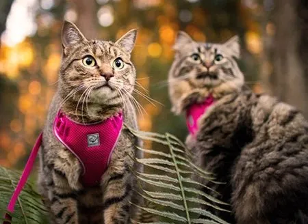 RC Pets Adventure Kitty Harness - Splatter