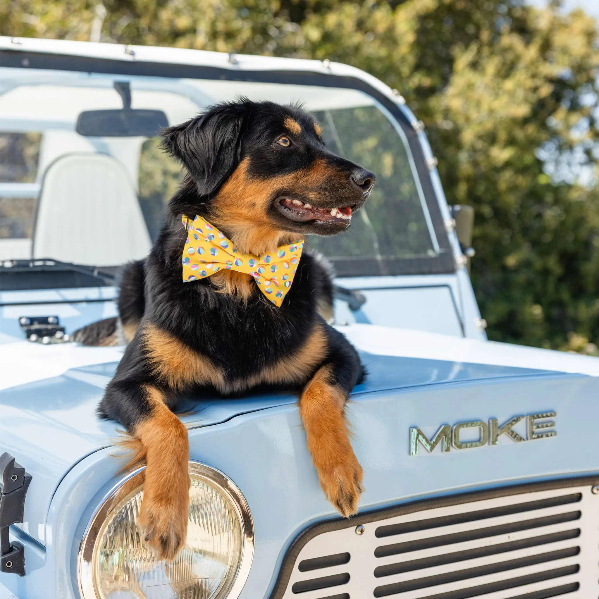 The Foggy Dog Bowtie - Beach Balls